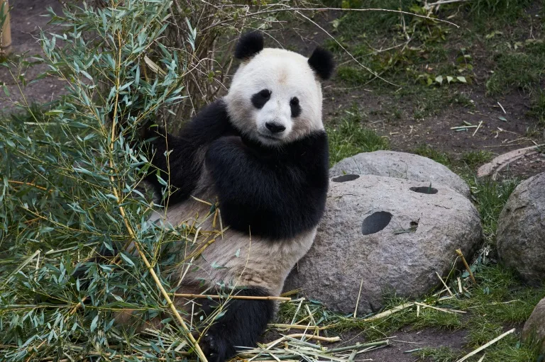 Danish Zoo hopes to ignite panda romance