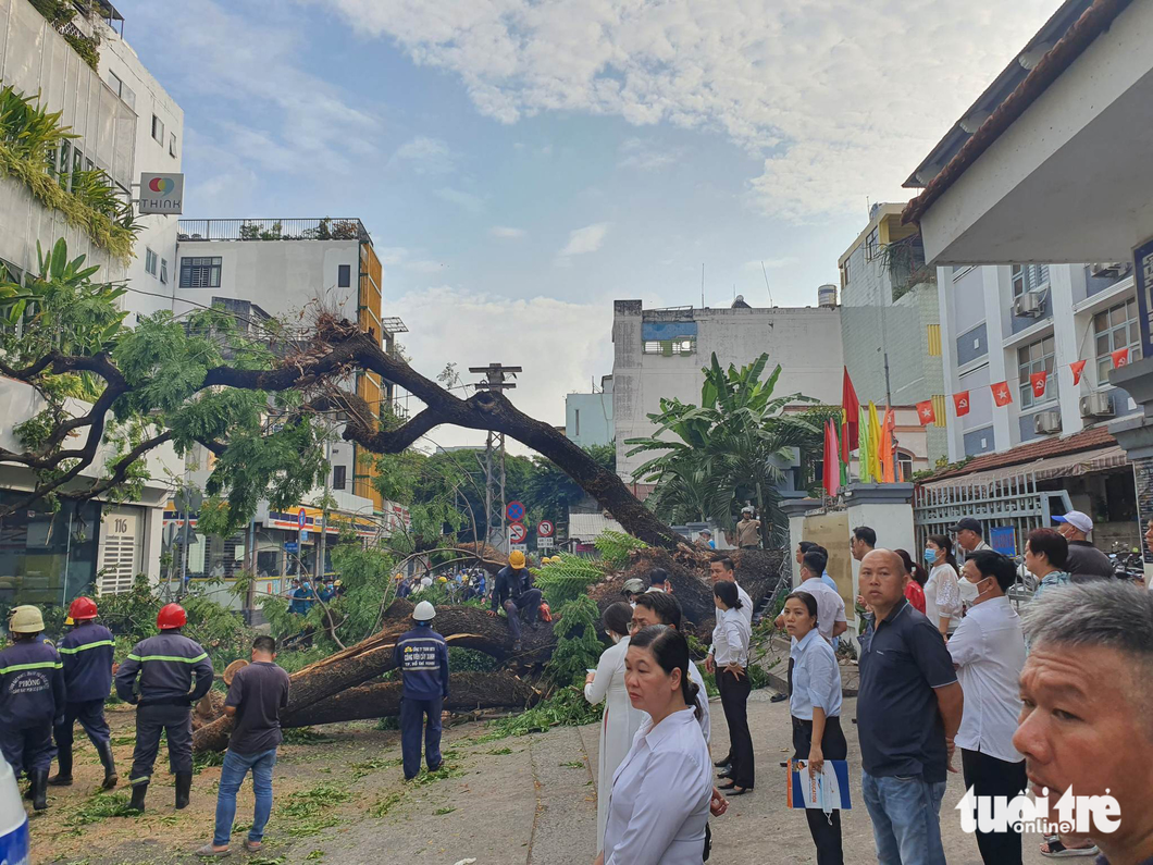 Six injured by uprooted tree at middle school in Ho Chi Minh City