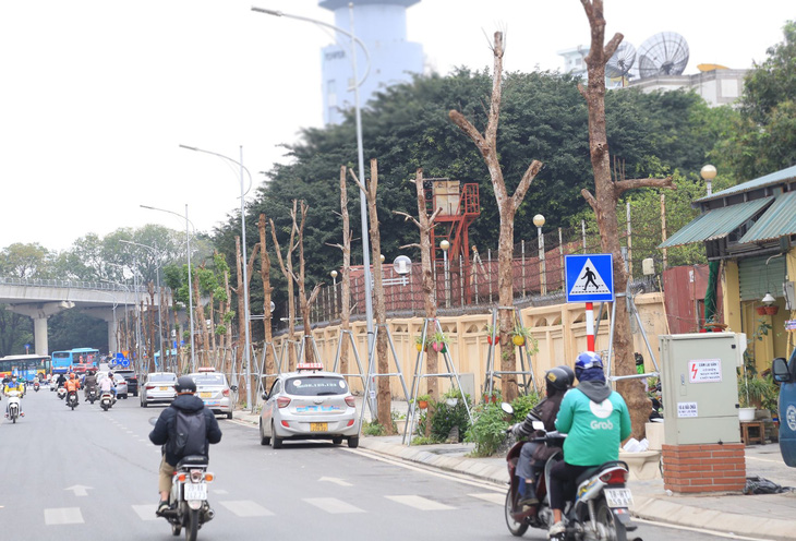 Hanoi to replace allegedly dead street-side trees 3 months after planting