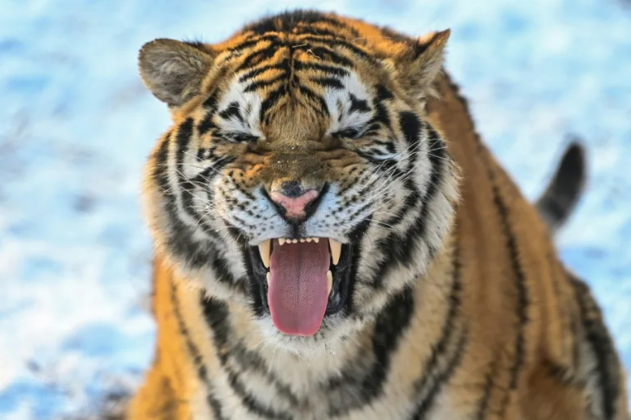 Easy, tiger: study maps big cats' personalities