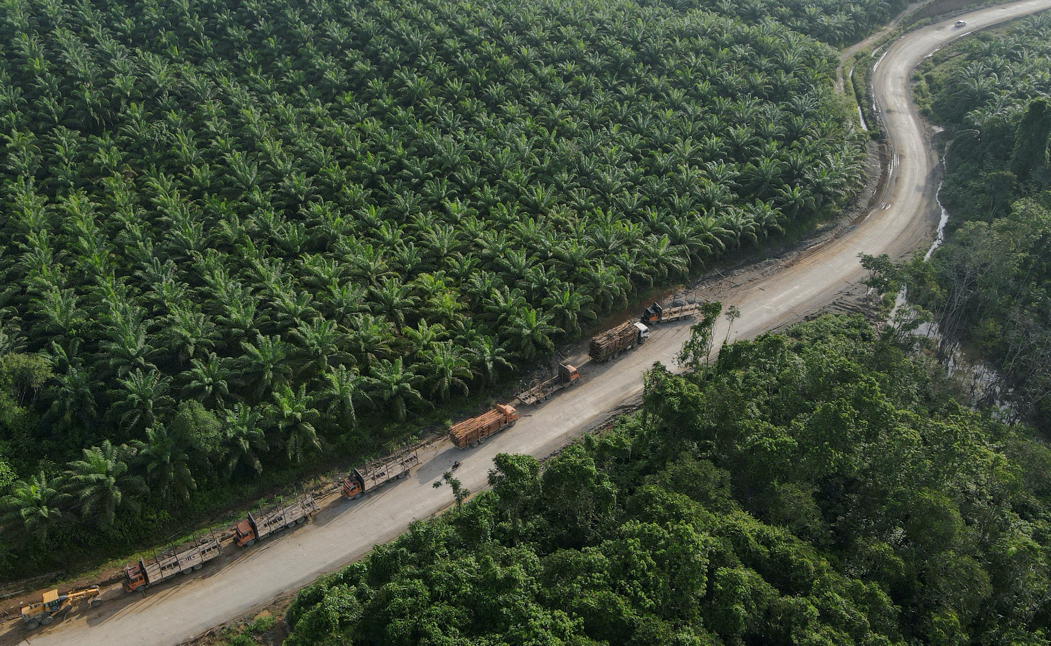 As ageing trees sap yields, Asian palm oil firms race to replant