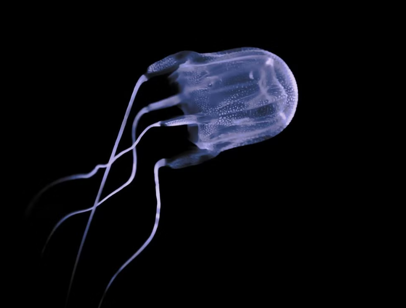 New box jellyfish species found in Hong Kong's waters: study