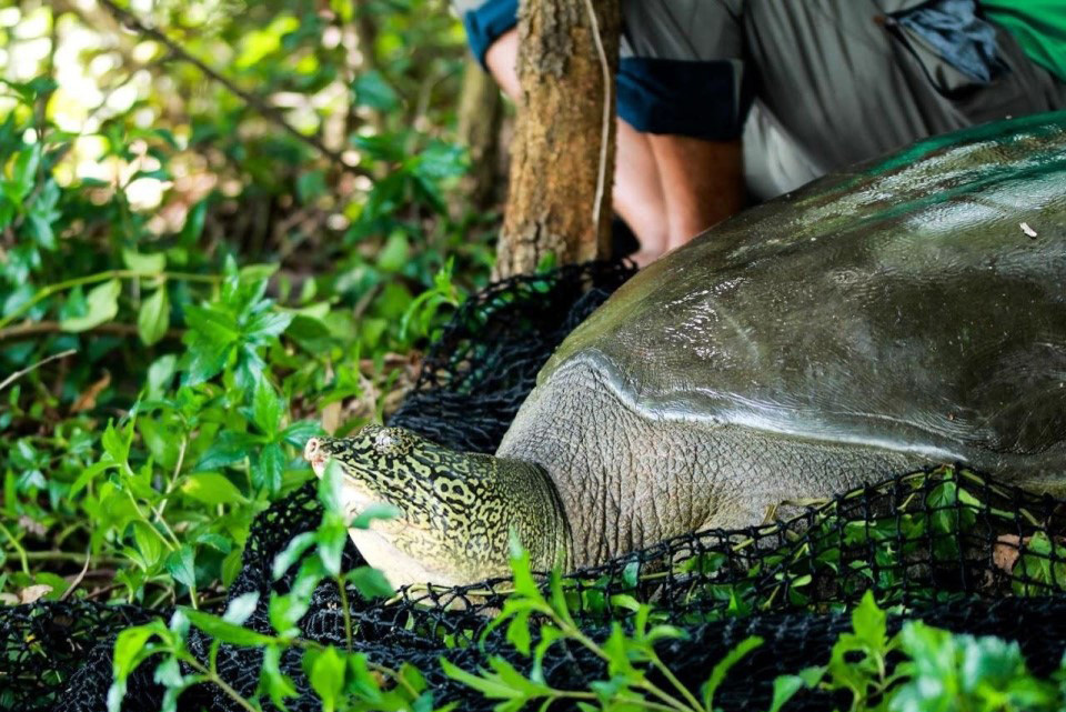 One of world’s three Hoan Kiem turtles dies in Hanoi