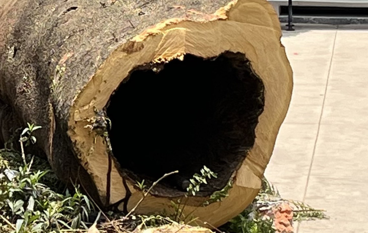 3 large flamboyant trees found hollow in schoolyard in Ho Chi Minh City