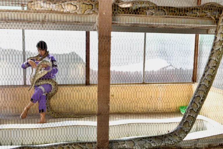 Pythons on your porch? Call Myanmar's 'Snake Princess'