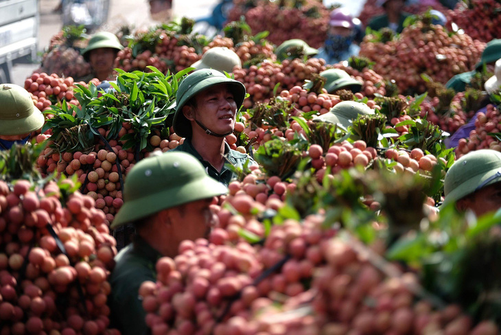 Vietnam’s Bac Giang aims to ship 1,500 tonnes of lychees to US