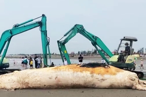 Whale carcass washes up on northern Vietnam beach
