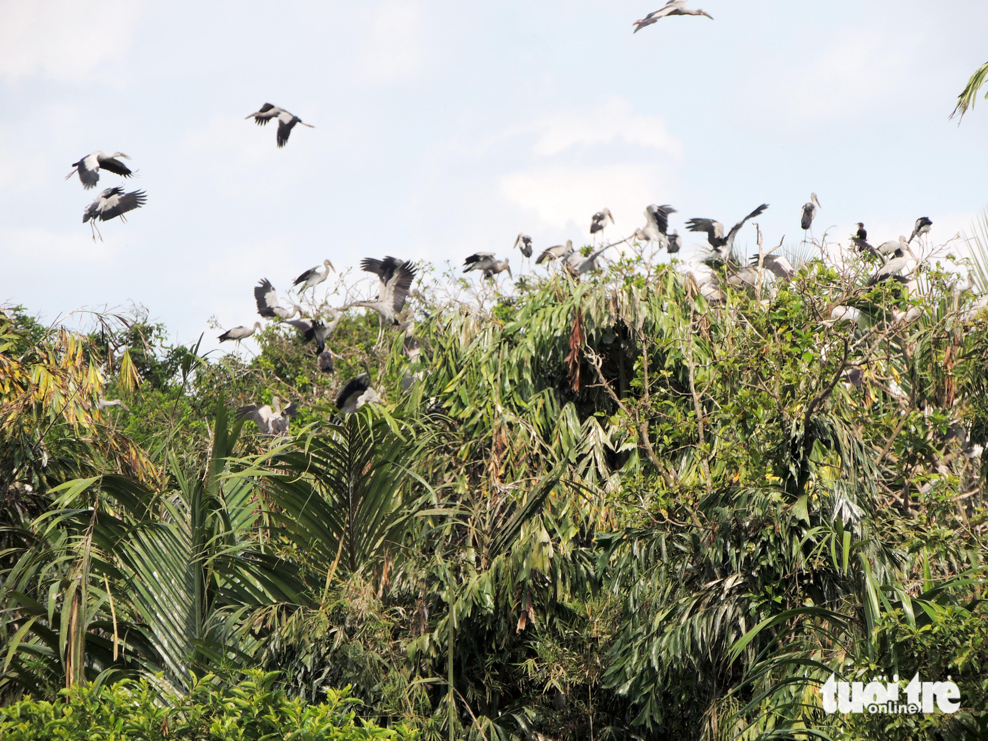 Vietnamese province supports wild bird shelter built by farmer
