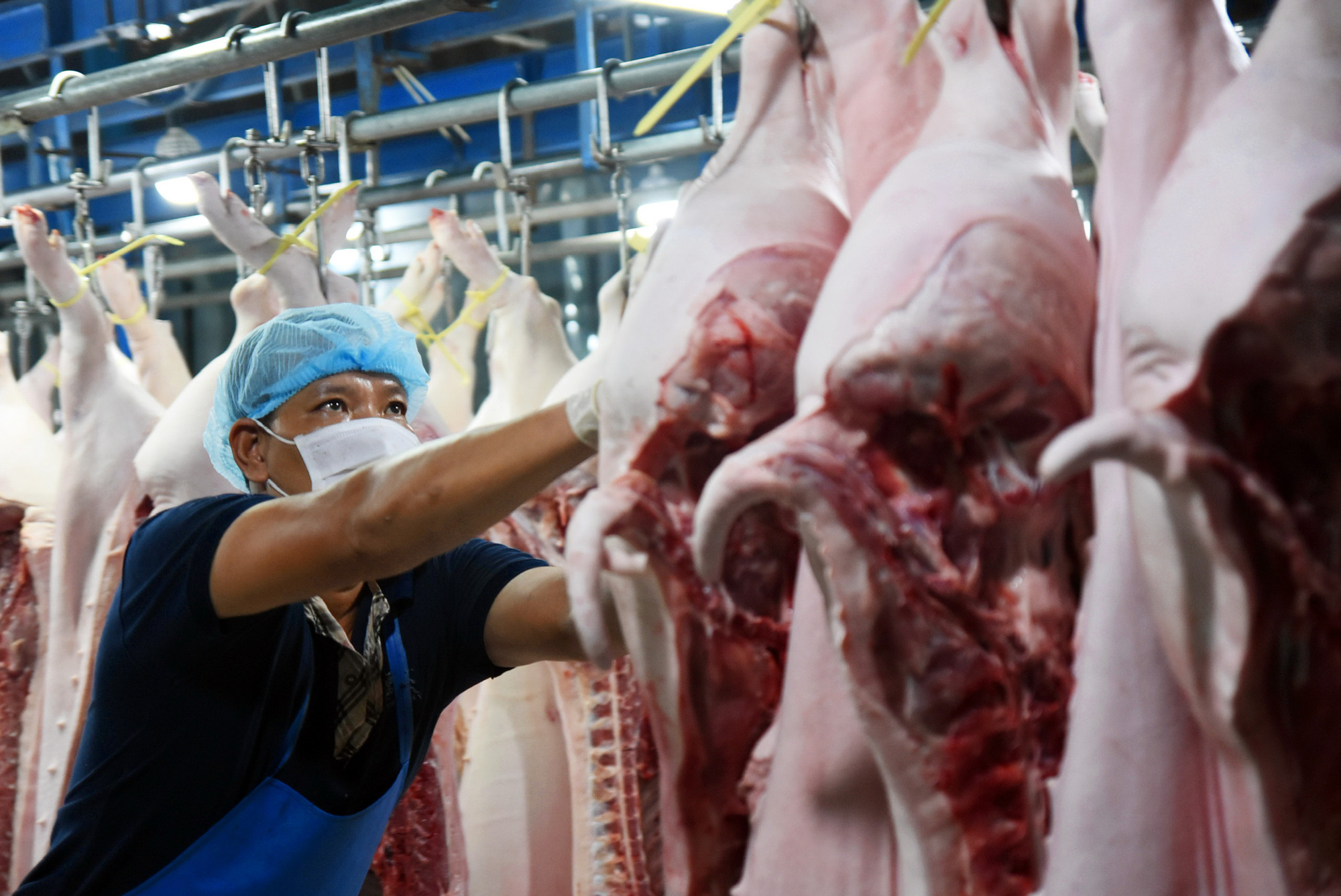 Livestock farming regulations undergo revision in Vietnam