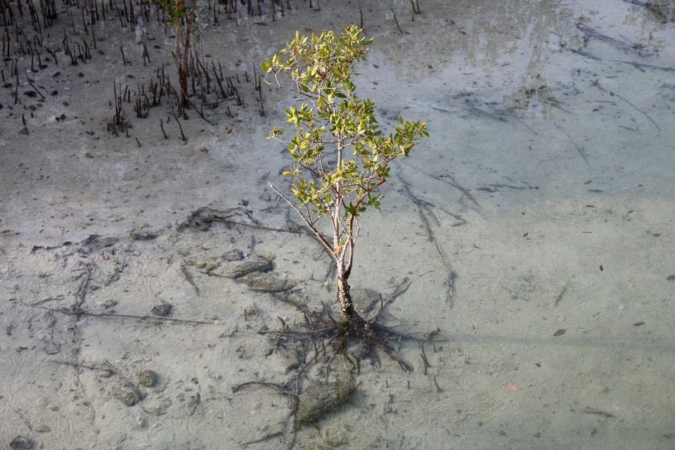 UAE looks to salty, muddy mangroves in climate change fight