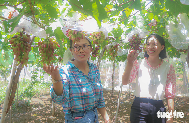 Grape-wine festival to delight tourists with fruitful vineyards in Vietnam’s Ninh Thuan