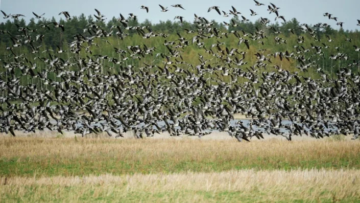 Climate warming pits geese against farmers in Finland