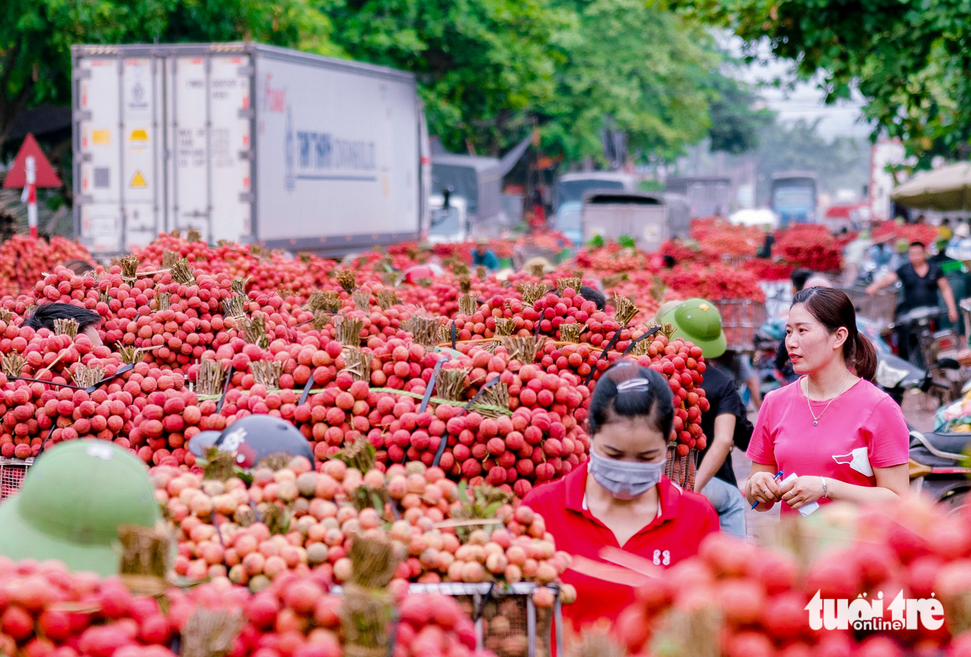 Farmers in northern Vietnam busy shipping lychees to China