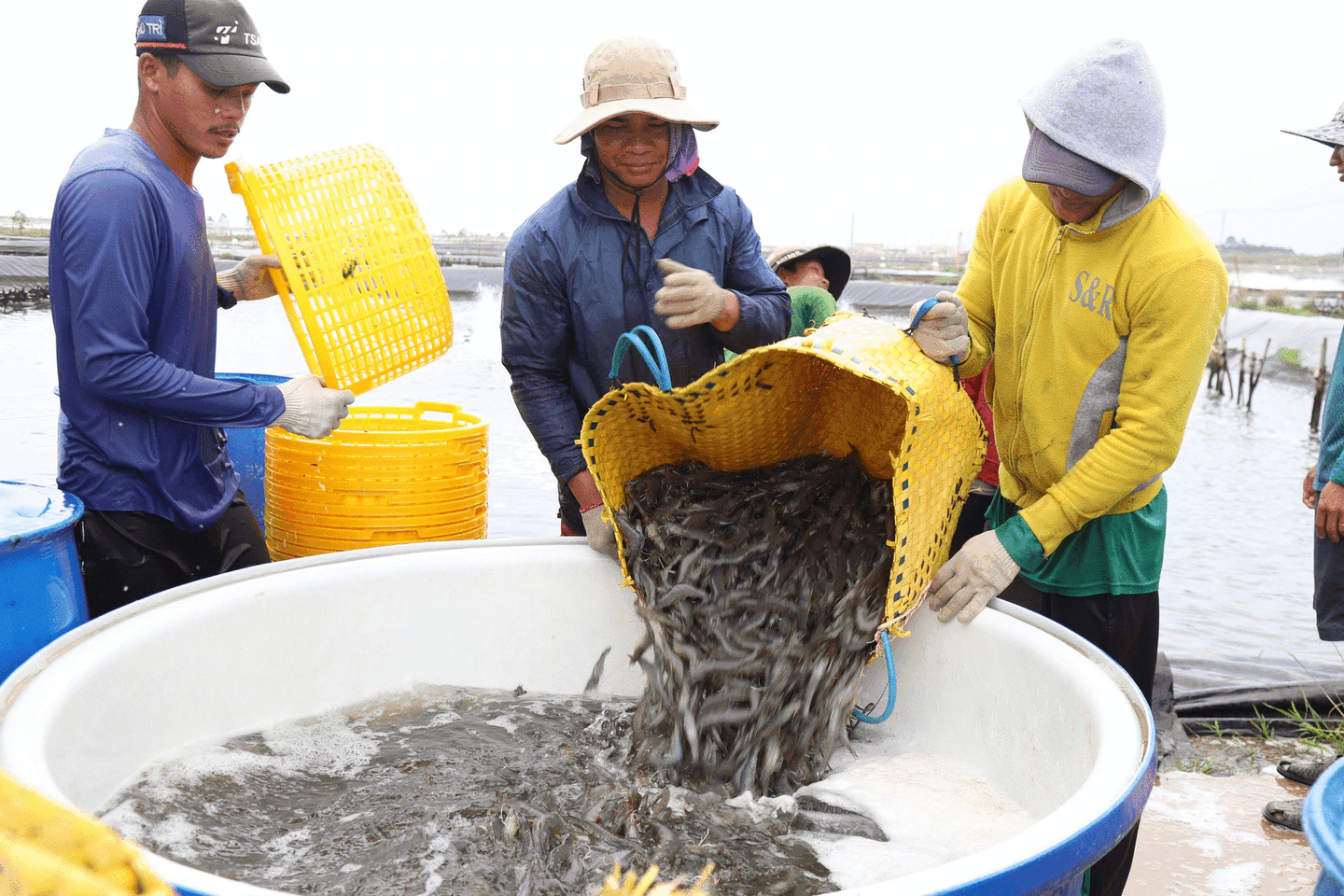 Vietnam’s shrimp exports expected to rebound from Q3