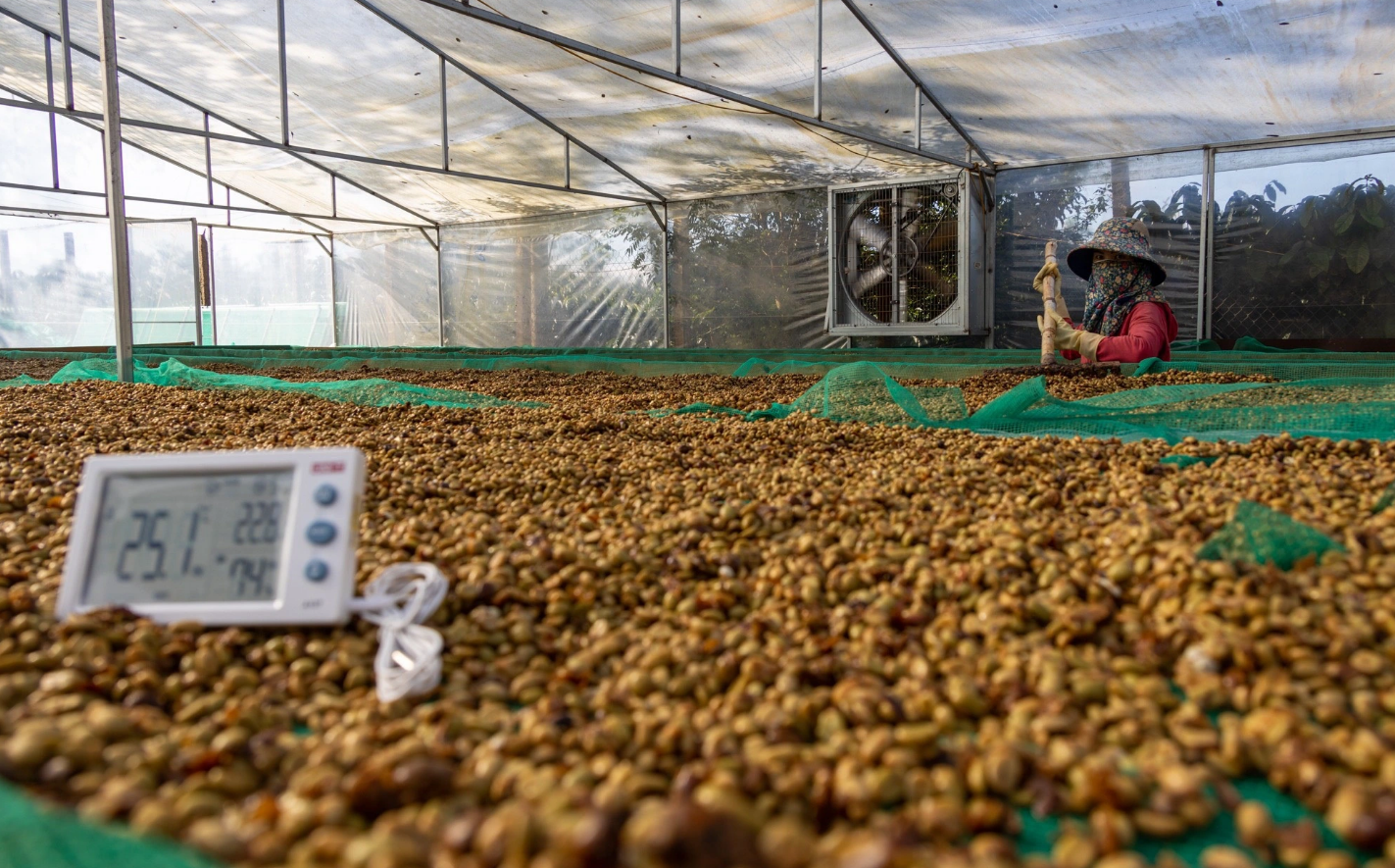 Vietnamese coffee industry strives to meet new EU rule