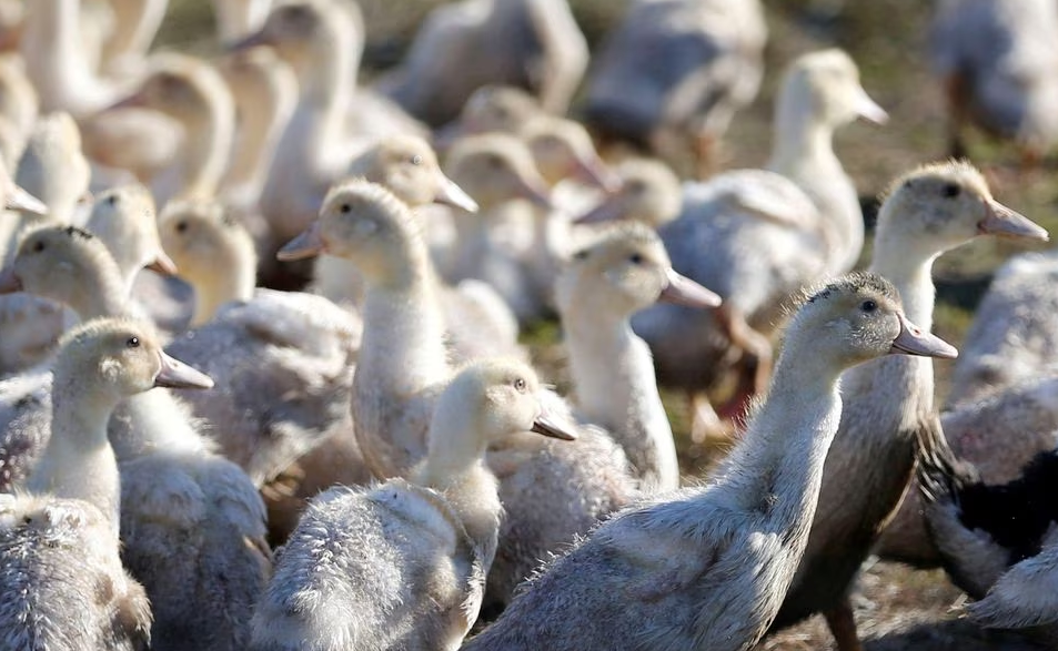 Scientists isolate human gene able to fend off most bird flu viruses