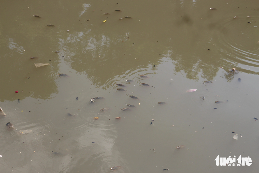 Garbage, fish blanket Nhieu Loc-Thi Nghe Canal in Ho Chi Minh City