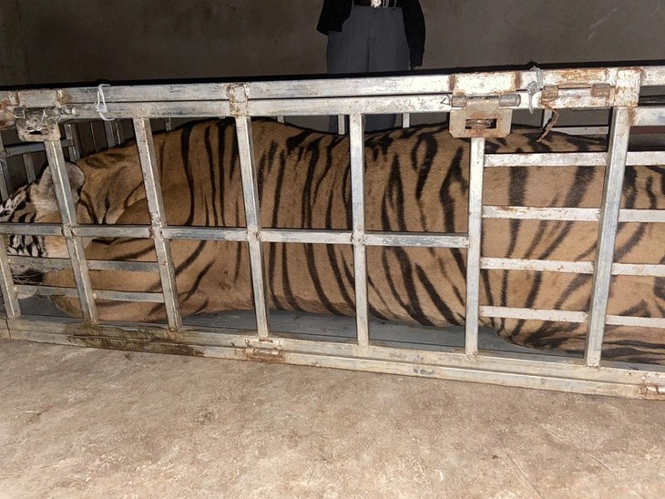 2 held for illegally carrying 235-kg tiger in central Vietnam