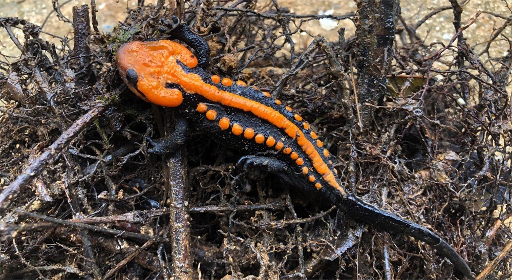 New crocodile newt discovered in Vietnam