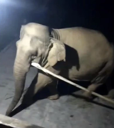 Elephant found dead in Vietnam forest