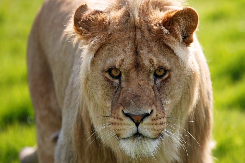 Berliners warned of suspected lioness on the loose