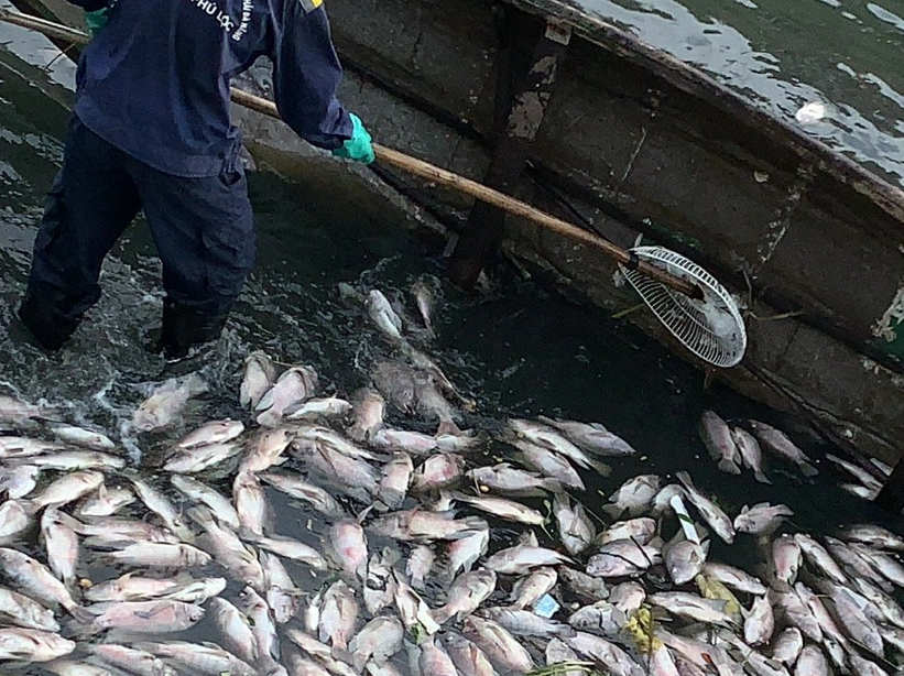 Fish die en masse in Vietnam's Da Nang canal