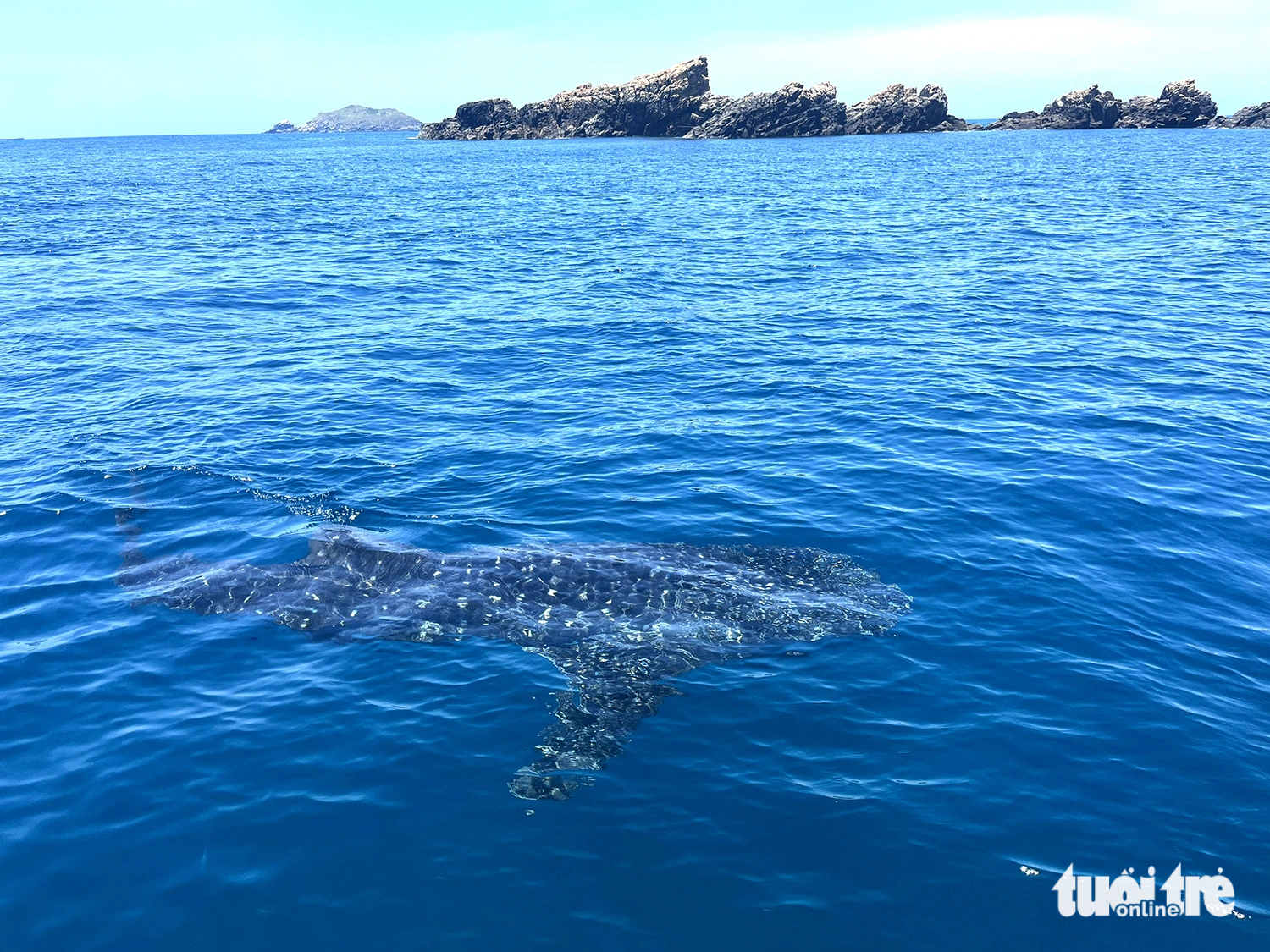 Whale shark spotted off south-central Vietnam coast
