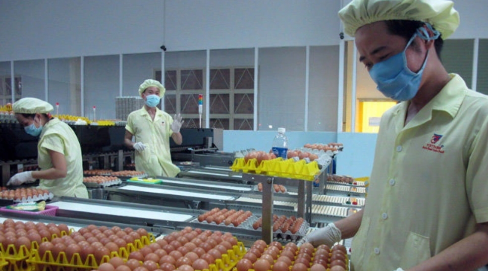 Hong Kong lifts ban on importing eggs, egg products from Vietnam