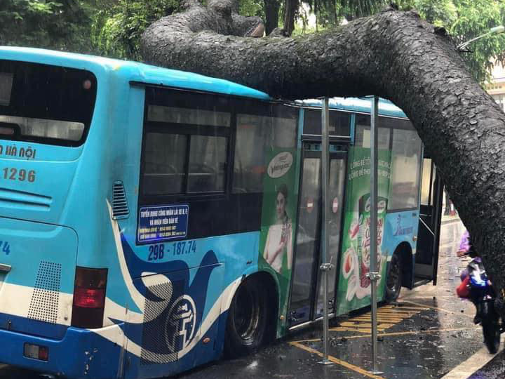 Tree falls onto public bus in Hanoi