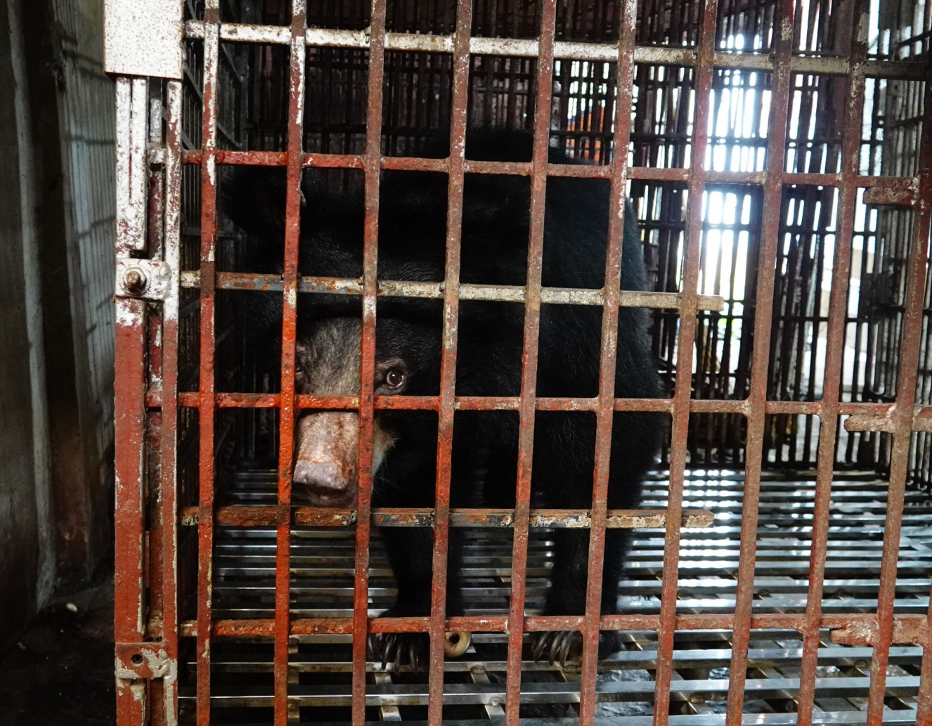 Family voluntarily hands over last captive Asian black bear in northern Vietnamese province