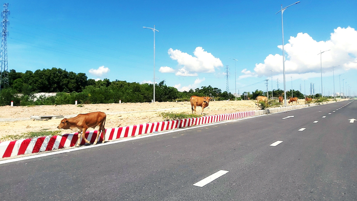 Stray cattle raise concern in Da Nang