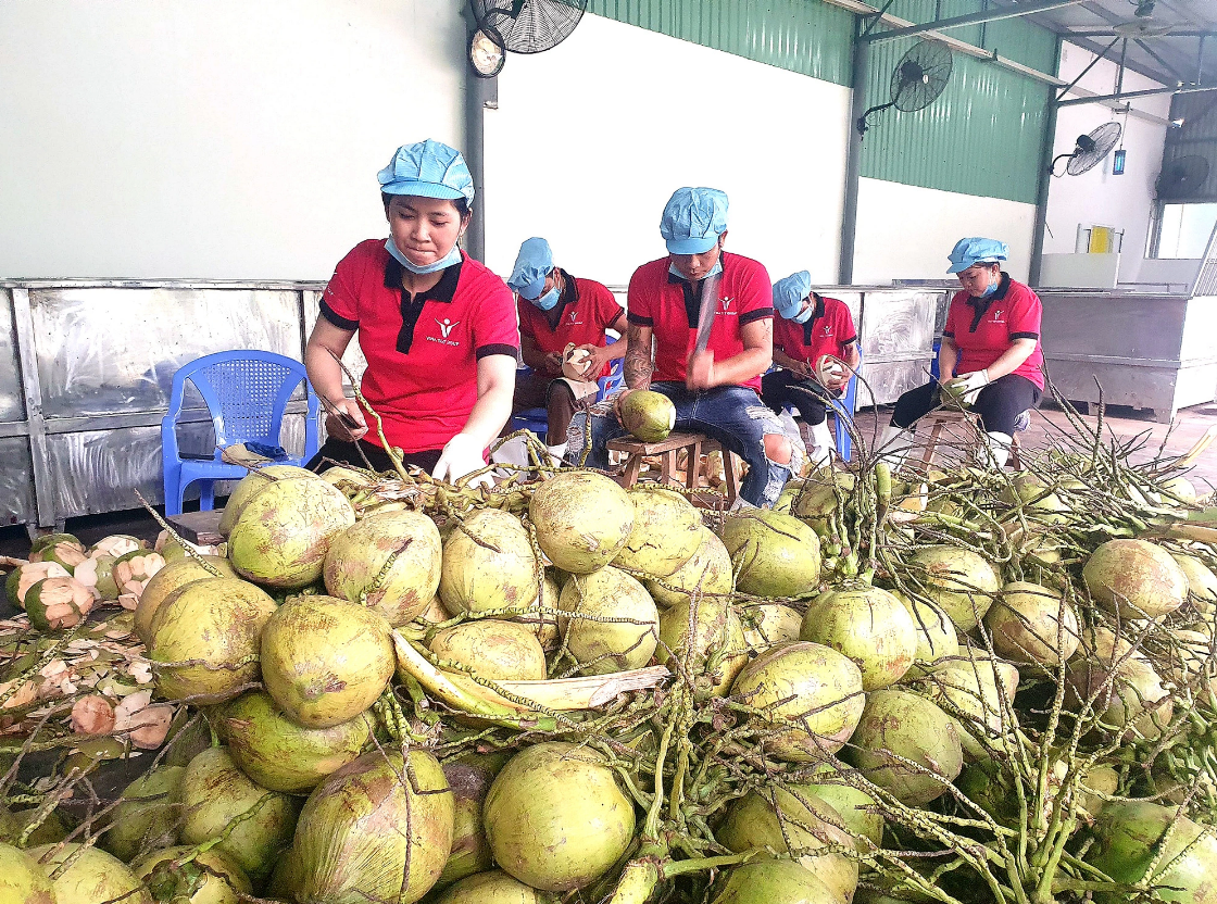 US opens door to Vietnam’s fresh coconuts