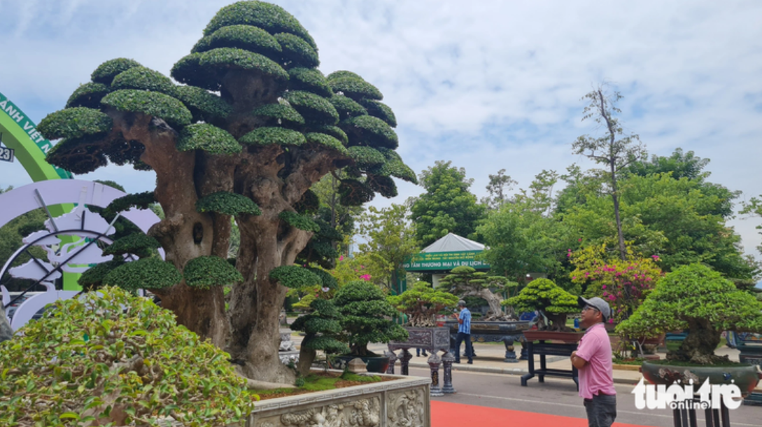 Upwards of 1,300 bonsai, ornamental plants on display at exhibition in Vietnam’s Quy Nhon