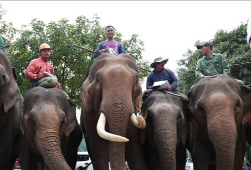Domestic elephants in Vietnam province down by 93% in 40 years