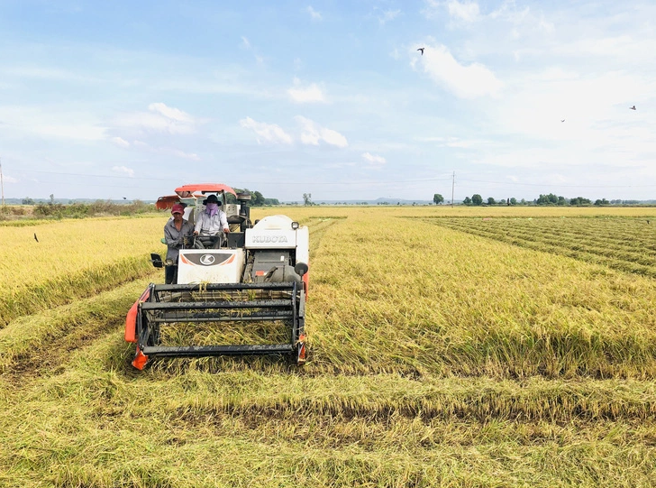 Vietnam sees opportunities, challenges for rice export