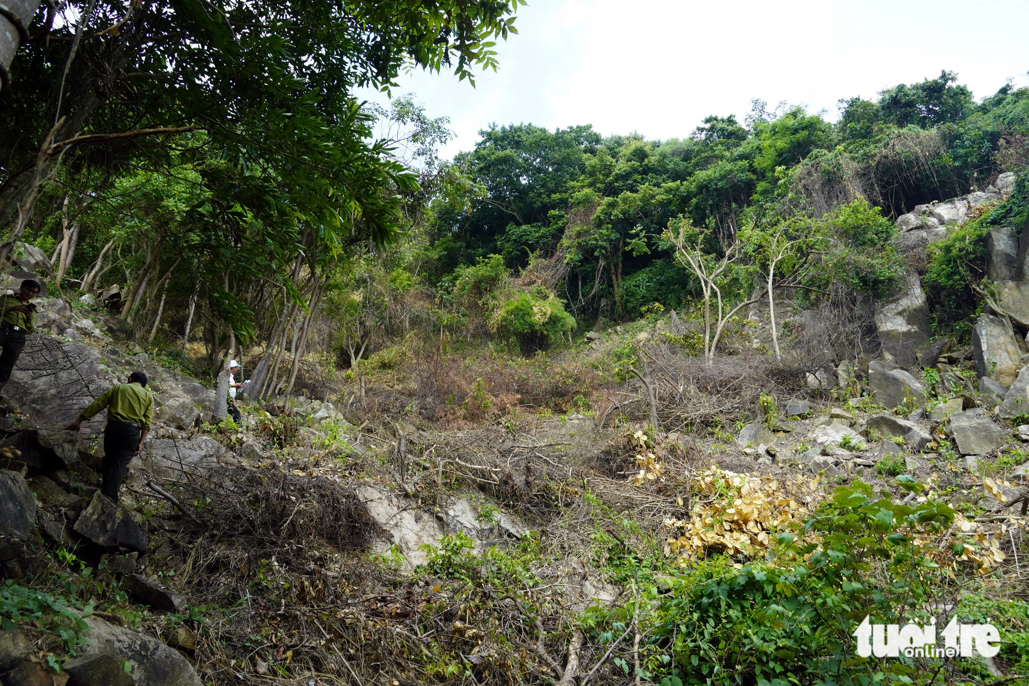 Man fined $458 for destroying protection forest in southern Vietnam