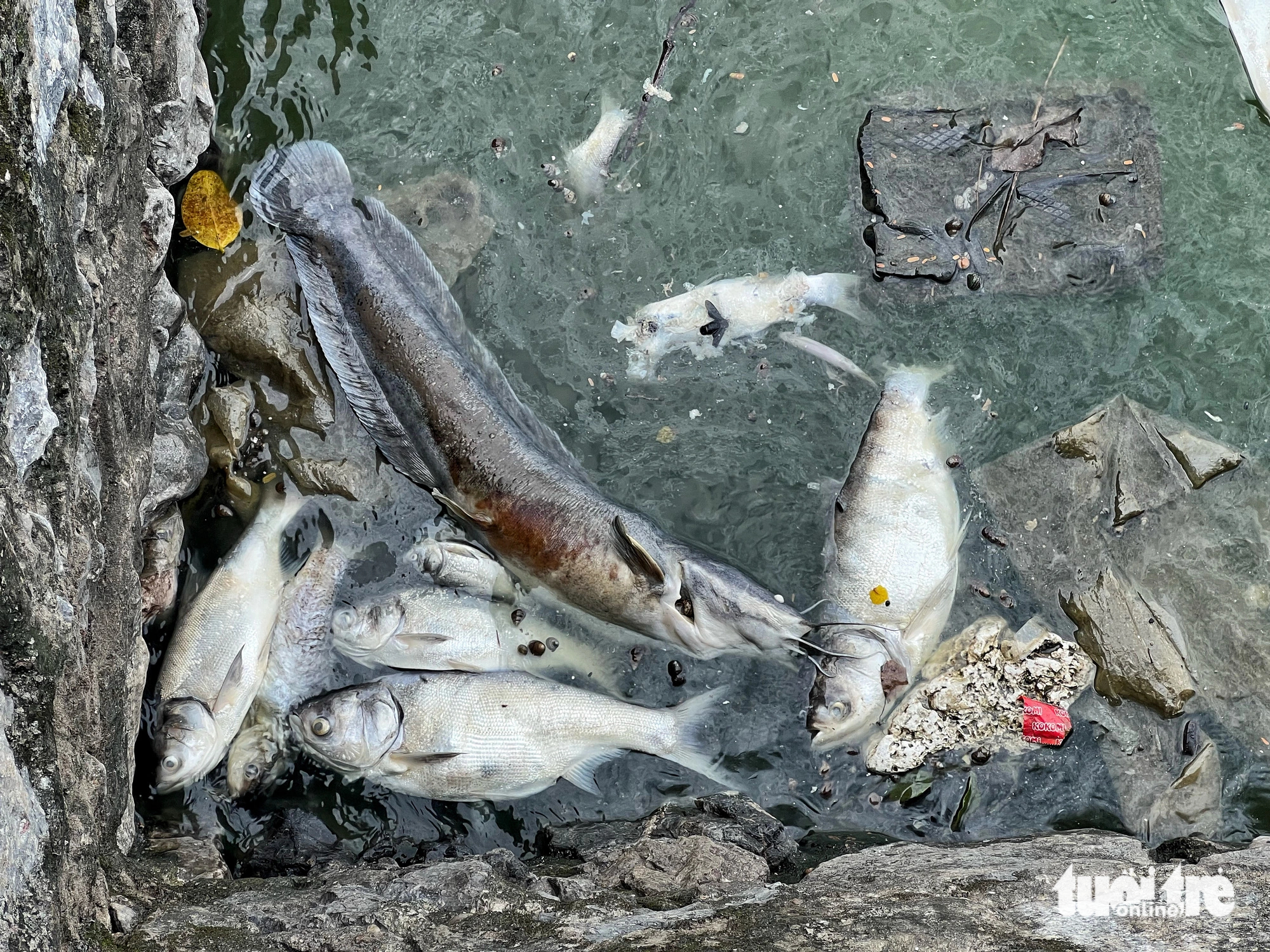 Dead fish found floating in Hanoi's West Lake during season change