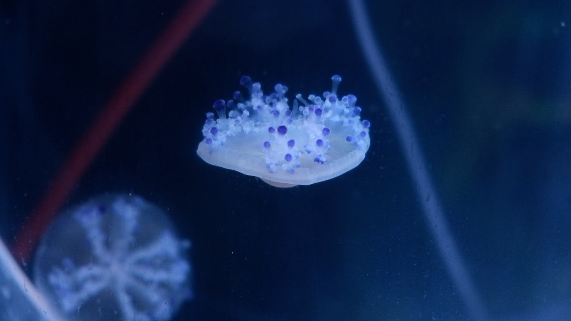 (Video) Jellyfish a new pet in Ho Chi Minh City