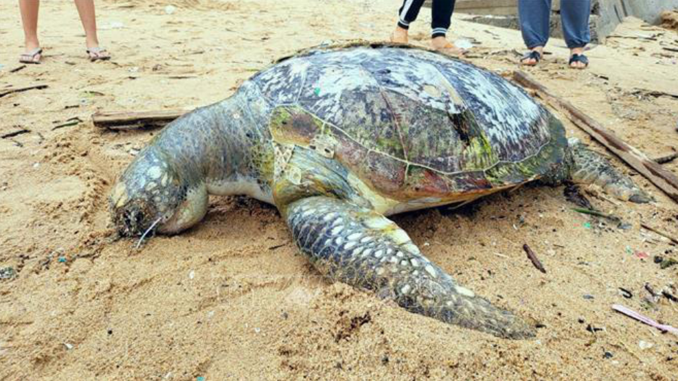 Rare turtle found dead on beach in southern Vietnam