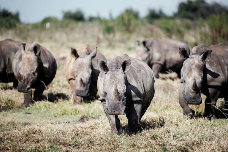 S.African rhino farm, world's largest, bought by NGO: statement