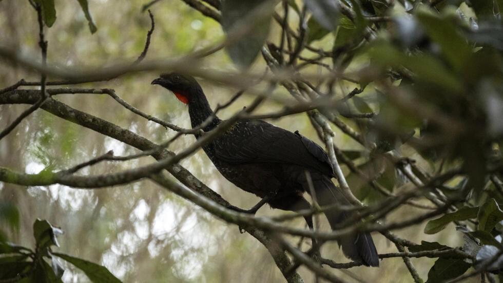 From the rear end of a pheasant, Brazil's best coffee