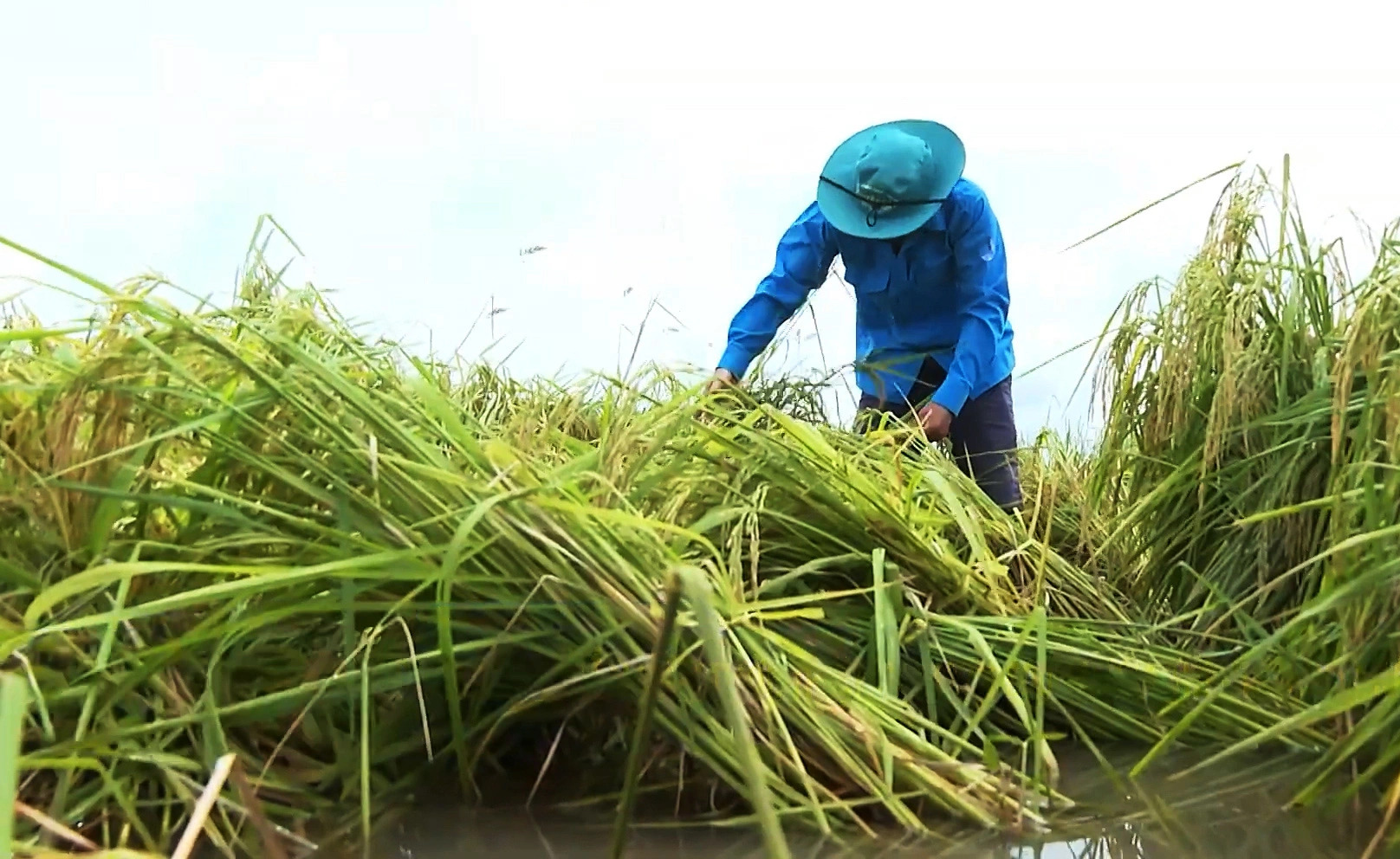 Downpours take toll on over 500ha of rice fields in southern Vietnam