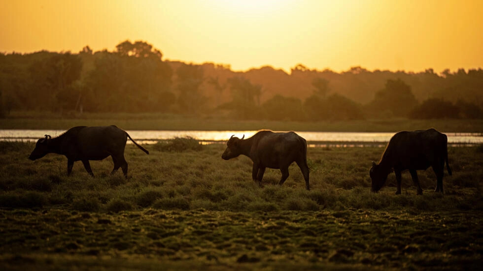 On Brazilian island, revered Asian buffalo claims its place