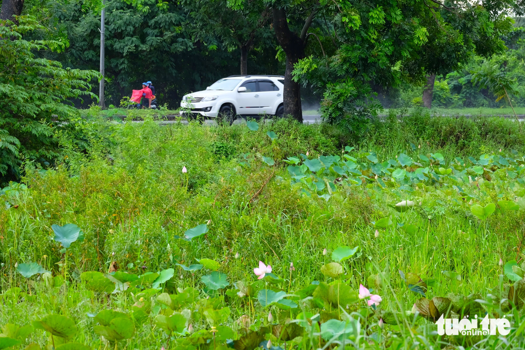 Ho Chi Minh City’s district plans to plant lotus along Nguyen Van Linh Boulevard