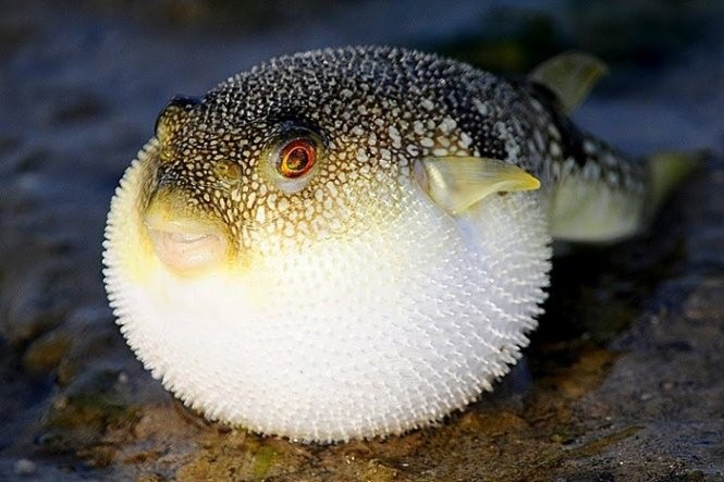 1 dead, 2 hospitalized after eating puffer fish in south-central Vietnam