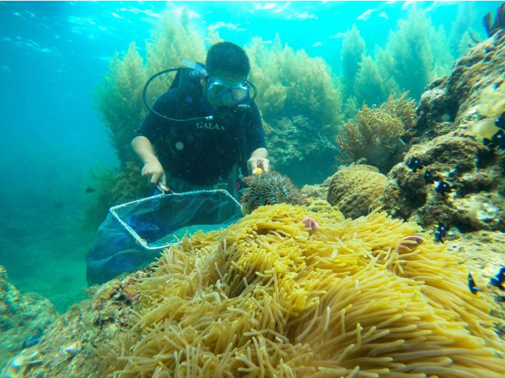 Vietnam’s Binh Dinh seeks to recover 4ha of coral reefs
