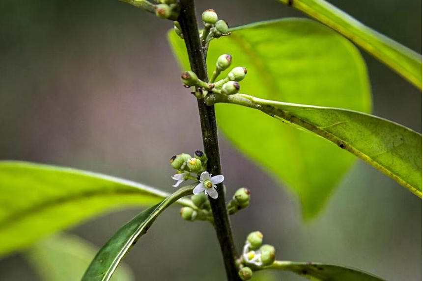 Scientists rediscover small Brazil tree, 185 years on