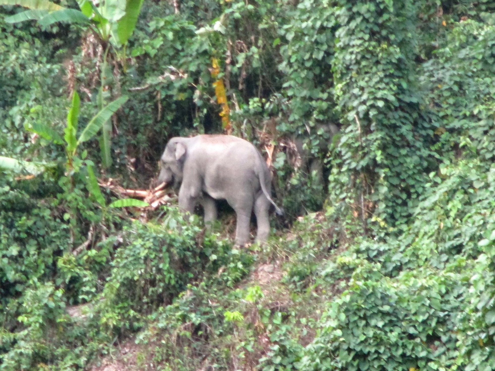 A friend to wild elephants in Vietnam