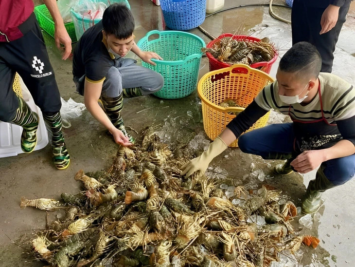 Lobster larvae increasingly smuggled into Vietnam