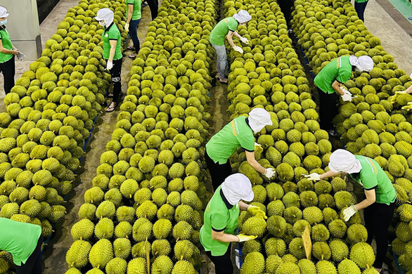 Vietnam fetches over $38bn in agro-forestry-fishery exports in Jan-Sep